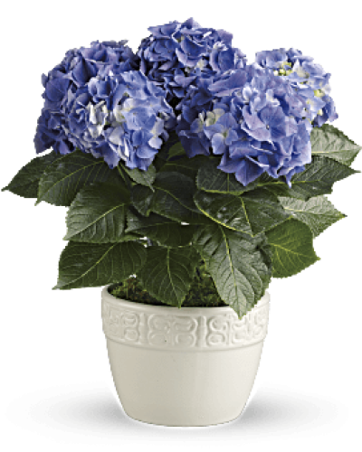 Have you ever seen a happier plant? The hydrangea's beautiful, billowing blooms are beloved by all. Send this 6-inch potted blue hydrangea plant as a housewarming gift or simply to brighten someone's day with a living gift.
Container may vary based on availability.