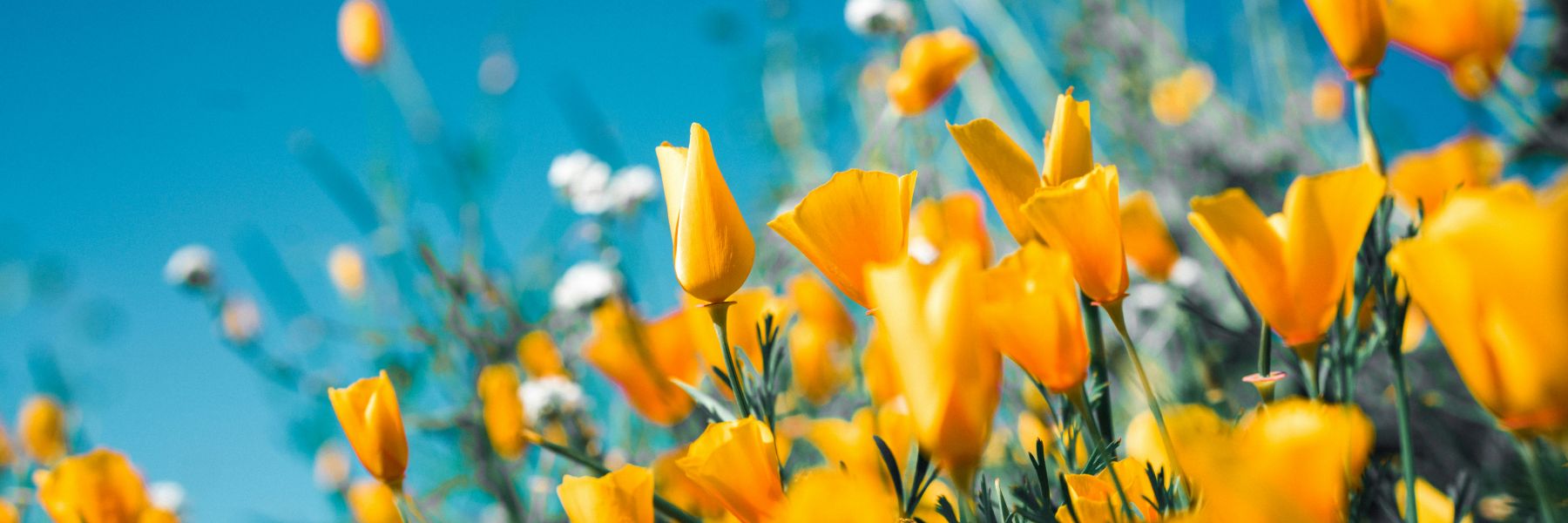Send Spring flowers