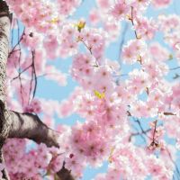 Send Spring Flowers