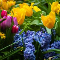 Shop for flower arrangements by color