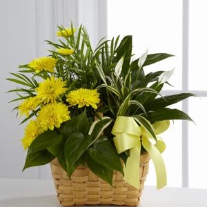 The FTD® Loving Light™ Dishgarden