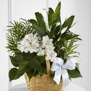The FTD® Peace & Serenity™ Dishgarden