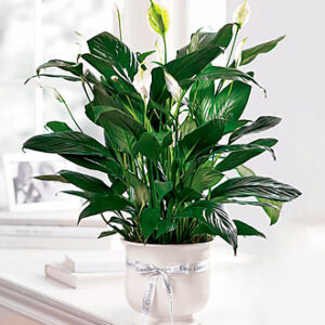 Comfort Planter