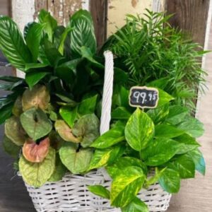 Plenty o' Plants
